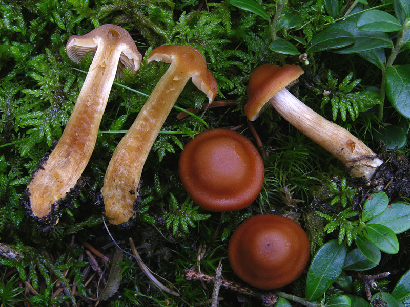 Cortinarius renidens da confermare. (cfr. C. armeniacus)